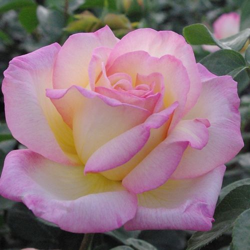 Shop - Rosa Béke - Peace - gelb - rosa - teehybriden-edelrosen - mittel-stark duftend - Francis Meilland - Alte, beliebte Sorte unter Rosenfreunden mit sehr dekorativen Blumen. Die berühmteste und am häufigsten gepflanzte gelbe Teehybriden der Welt.